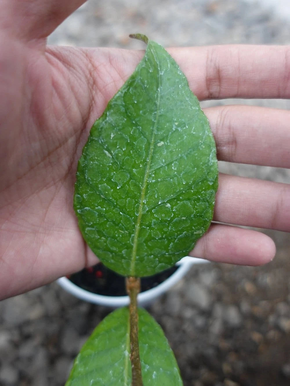 Hoya Dragon Egg Sp Aceh Rare Tropical Indoor Outdoor Wax Plant – Premium Rare Textured Foliage Wax Plant Climbing & Trailing Vine Specimen for Indoor & Outdoor Display
