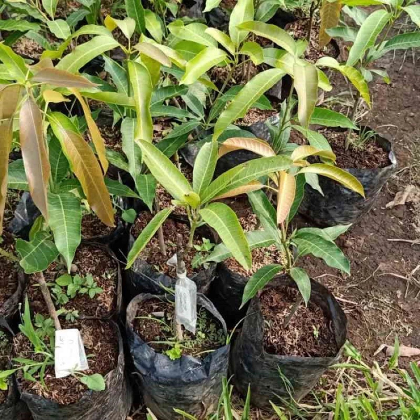 Premium 'Gedong Gincu' Mango Grafted Seedling – Elite Indonesian Tropical Orchard Stock (Phytosanitary Certified)