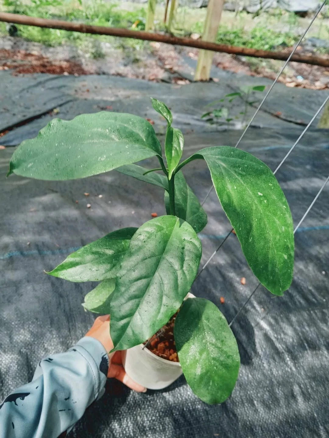 Hoya praetorii – Rare Exotic Tropical Wax Vine