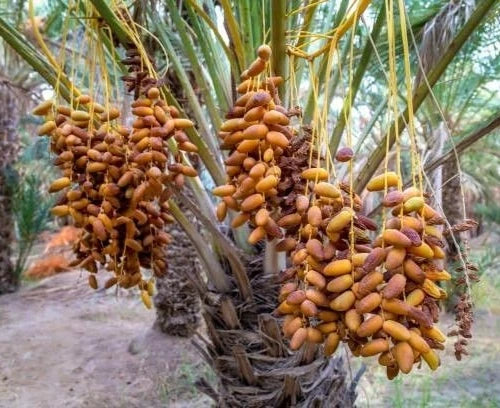 Fard Date Palm Seeds (Phoenix dactylifera 'Fard') – 35 Premium Fresh Ultra-Sweet Omani Fard Date Seeds