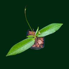 Dischidia Acutifolia Rare Exotic Wax Plant | Tropical Indoor Outdoor Plant | Collector Houseplant