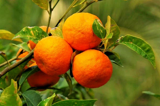 100+ Bitter Orange Seeds | Citrus aurantium | Sour Orange Tree | Garden & Orchard Citrus