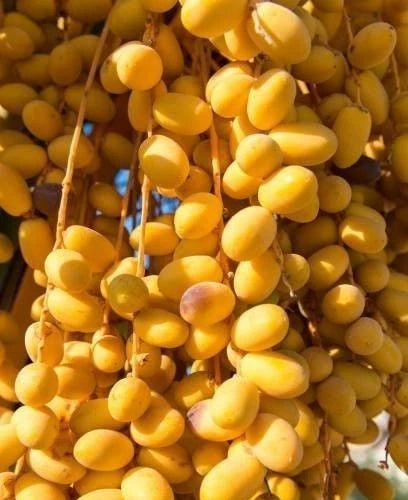 Halawi Date Palm Seeds (Phoenix dactylifera) – 35+ Premium Sweet Halwa Date Seeds