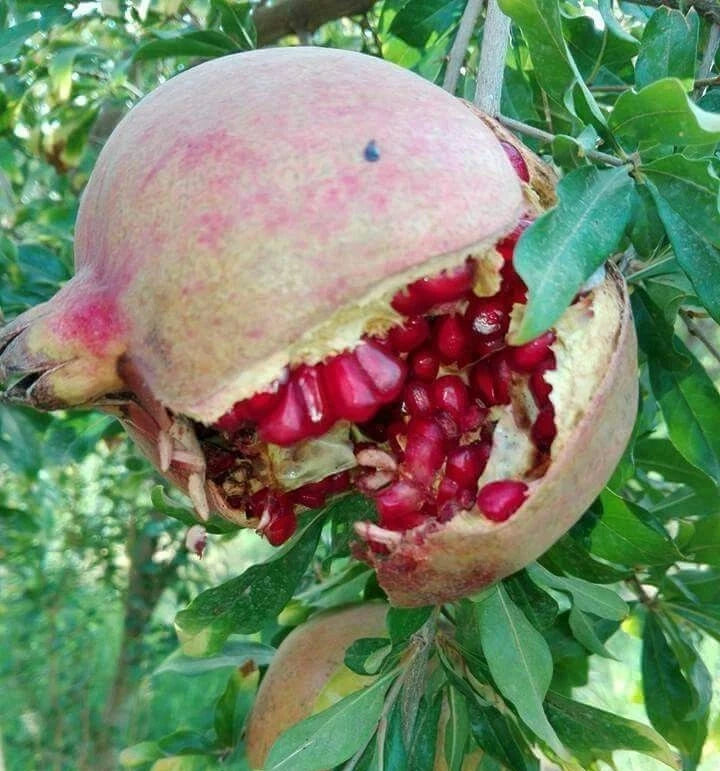 Salavatski Pomegranate Seeds (Punica granatum 'Salavatski') – Premium Fresh Cold-Hardy Russian Sweet Salavatski Pomegranate Seeds for Planting