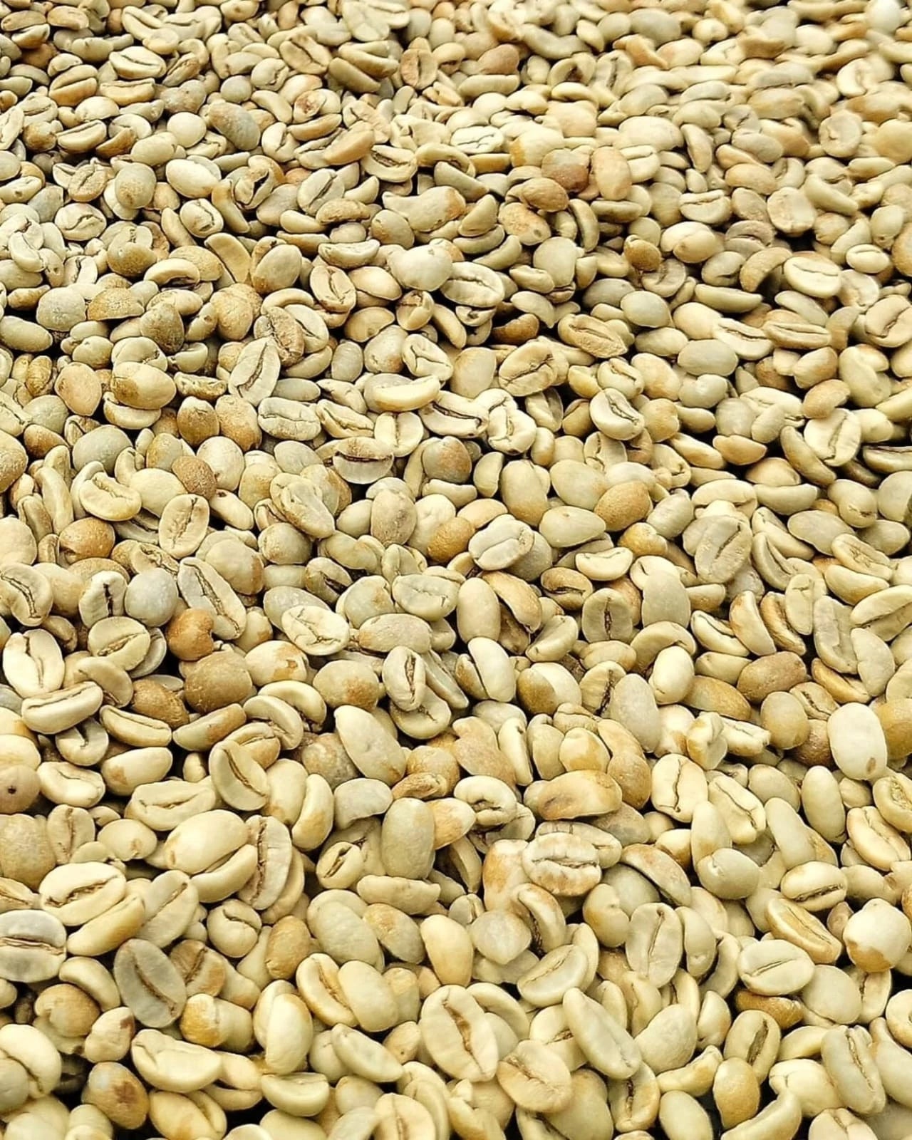 Premium Maragogipe Coffee Seeds (Coffea arabica var. Maragogipe) – Elephant Bean Coffee Seeds for Planting (300+ Pcs)