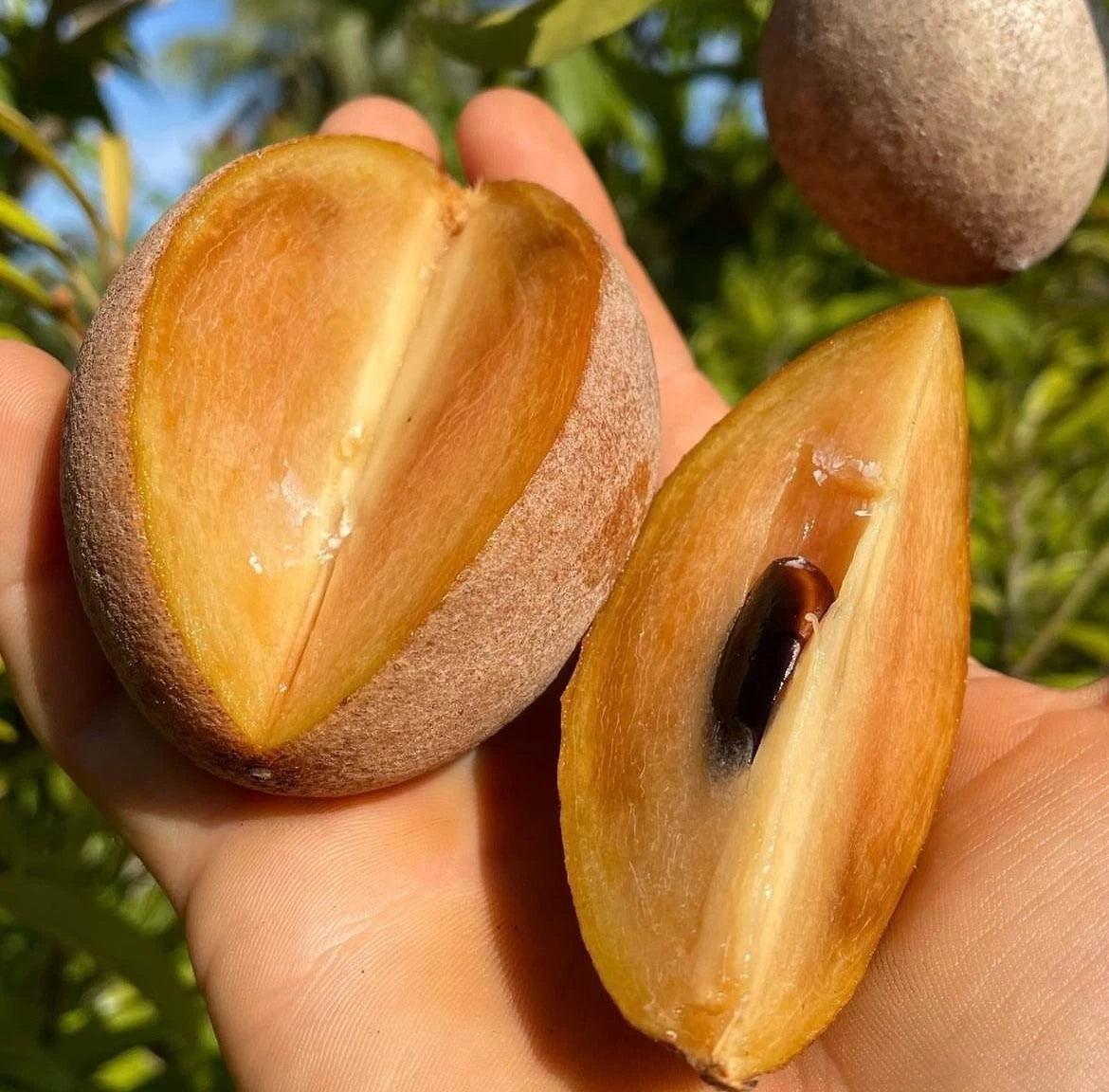 Chiku Centro Sapodilla Seeds (Manilkara zapota) – 35+ Premium Chikoo Seeds