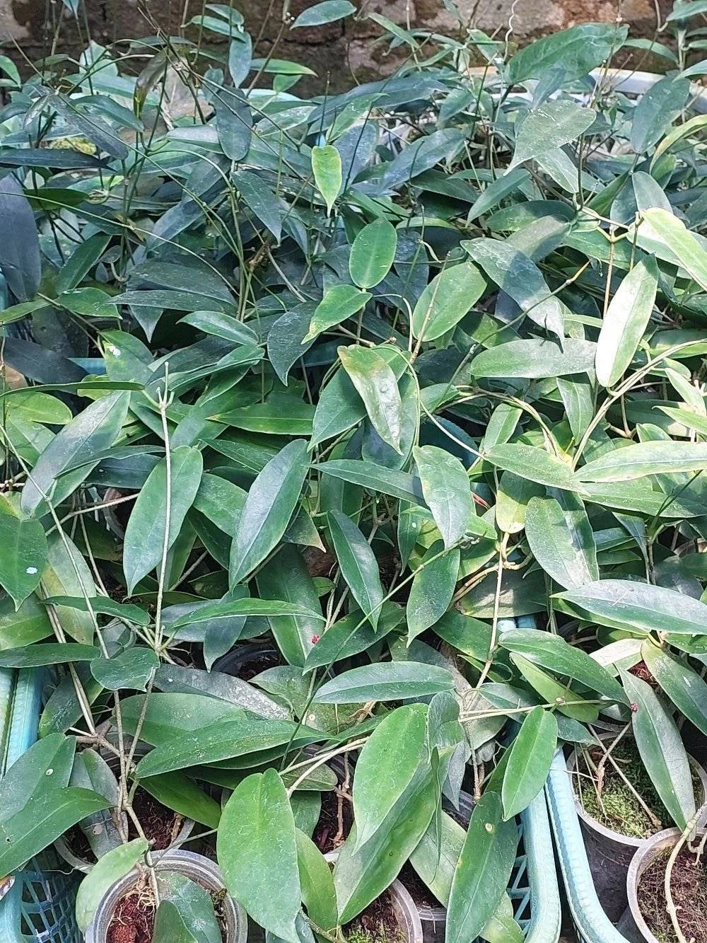 Hoya Archboldiana Rare Tropical Indoor Outdoor Wax Plant Seeds / Cuttings (Hoya archboldiana) – Premium Certified Giant Cup Waxflower Plant for Planting