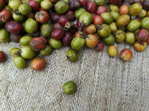 Gayo Coffee Seeds (Coffea arabica var. Gayo / 300+ Premium Sumatran Highland Specialty Coffee Seeds) – Premium Gourmet Specialty Coffee Plant Seeds for Planting