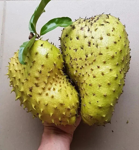 Golden Soursop Seeds (Annona muricata) var. Golden | 500+ Fresh Tropical Fruit Seeds | Rare Soursop Plant