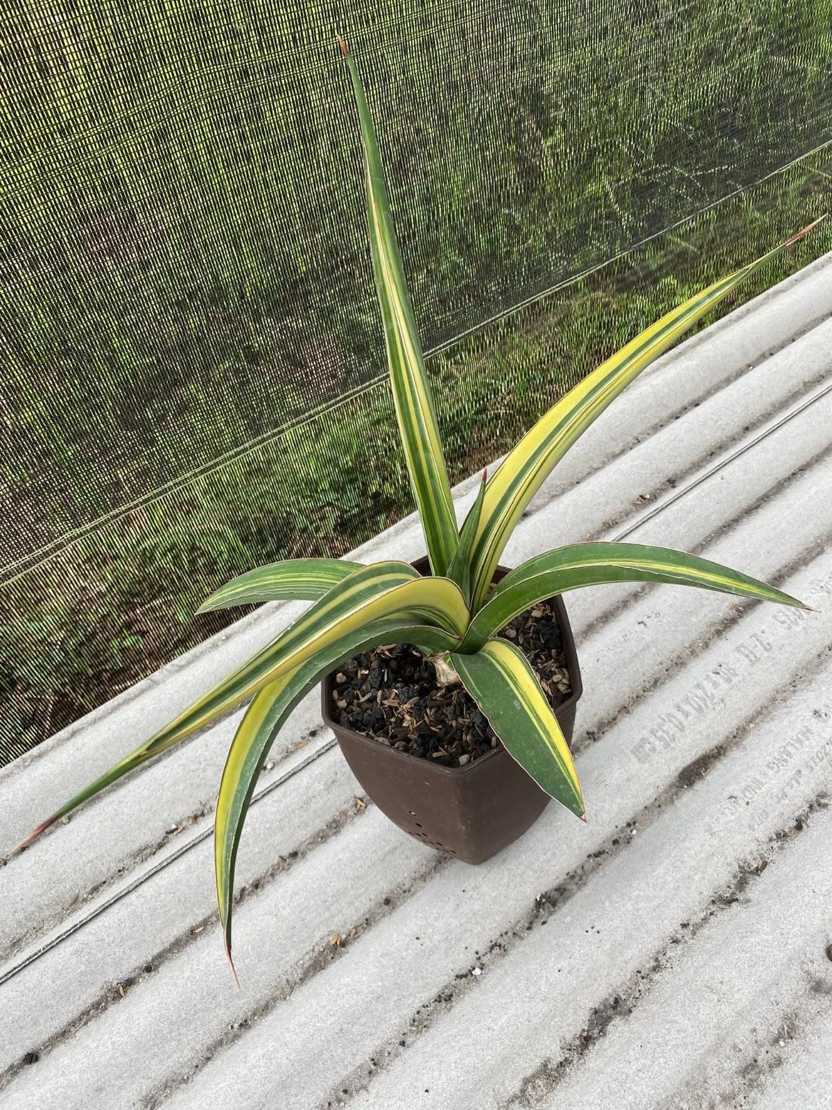 Sansevieria 'Pingthom' Variegated - Rare Sculptural Collector Specimen