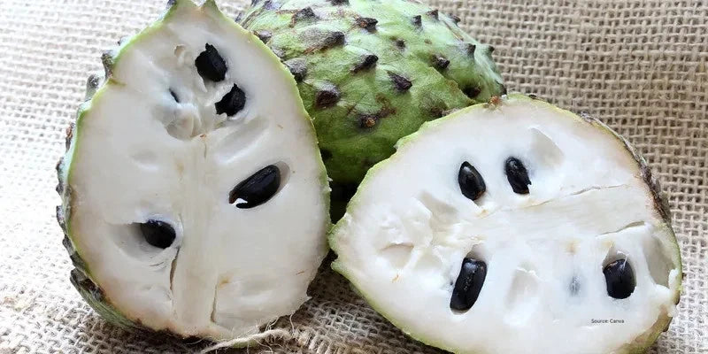 Premium Soursop Seeds var. Criolla Blanca (Annona muricata 'Criolla Blanca') – Sweet White Guanabana Fruit Seeds for Planting (100 Pcs)