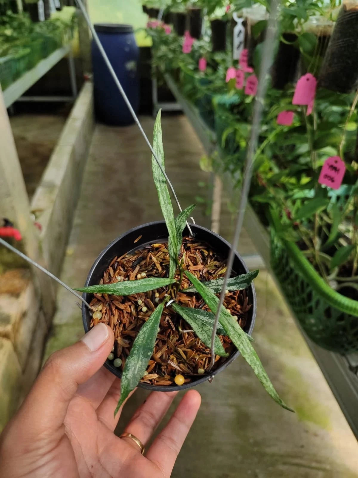 Hoya Mirabilis Silver Rare Wax Plant | Tropical Indoor Outdoor Hoya | Exotic Collector Houseplant