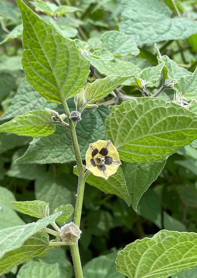 Bulk Purple Groundcherry Ciplukan Seeds (Physalis ixocarpa var. purple) – 250+ Premium Fresh Rare Exotic Sweet Purple Tomatillo Seeds for Planting