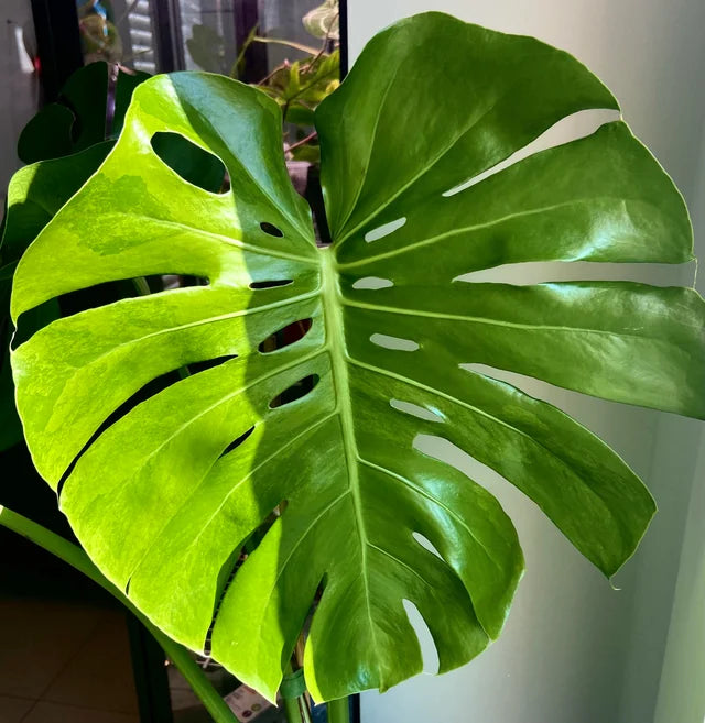 Monstera Green on Green Variegated Large Size | Real Plant Photo | Rare Tropical Indoor Houseplant