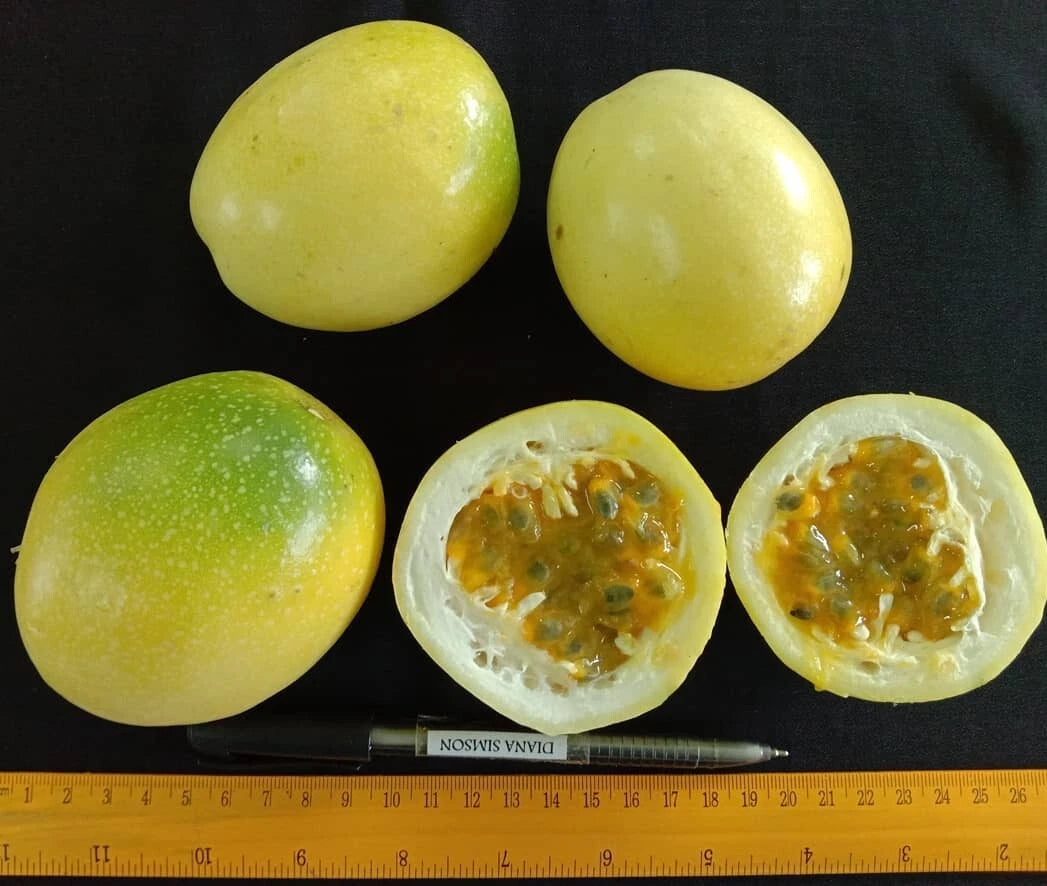 Yellow Passion Fruit Seeds (Passiflora edulis f. flavicarpa / 500+ Golden Granadilla Vine Fruit Seeds) – Premium Exotic Botanical Specimen Plant Seeds for Planting