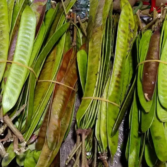 100+ White Lead Tree Seeds (Leucaena leucocephala) – Certified Ipil Ipil & River Tamarind Fast-Growing Tree Crop Seeds for Planting