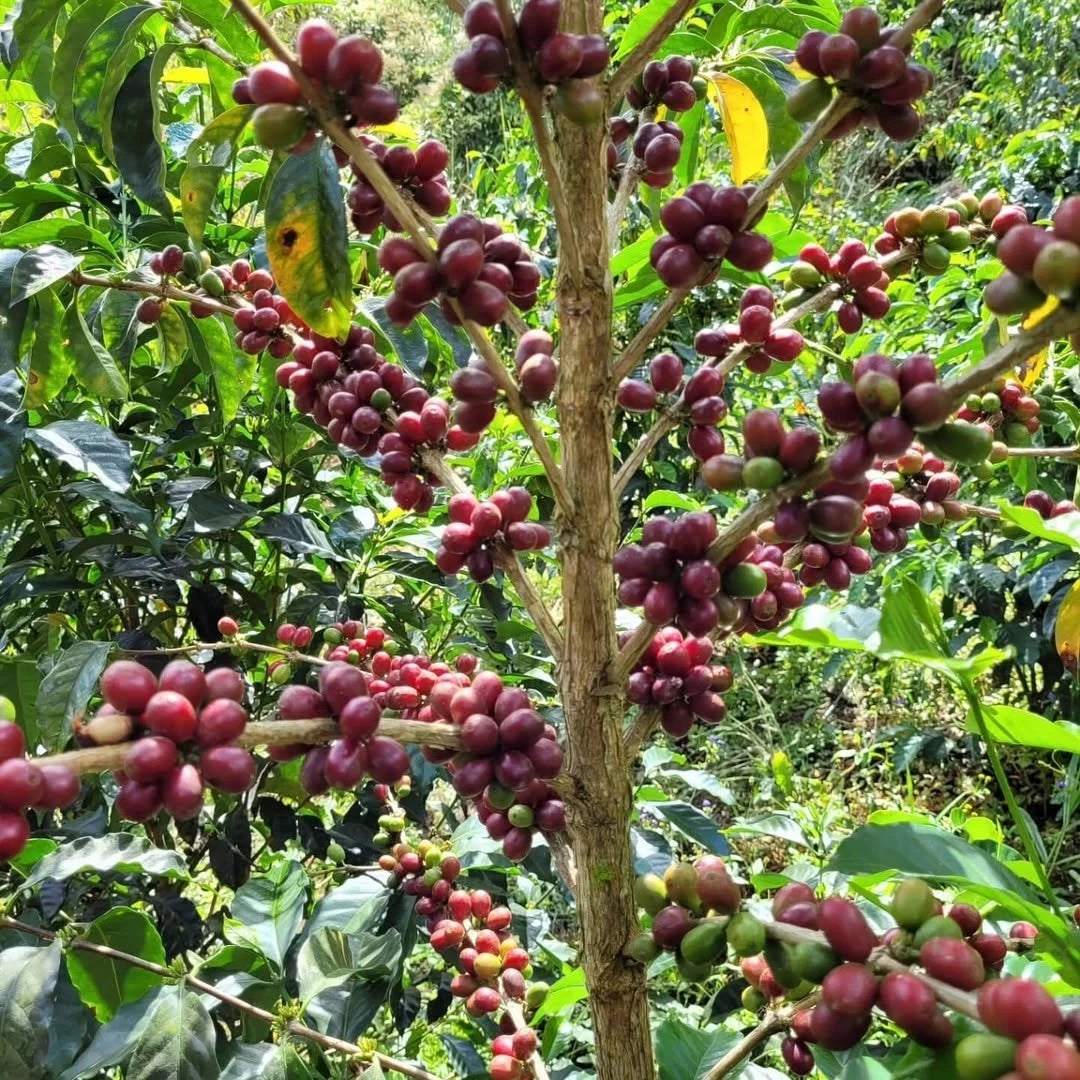 Premium SL34 Coffee Seeds (Coffea arabica var. SL34) – Legendary Kenyan Specialty Coffee Bean Seeds for Planting (30+ Pcs)