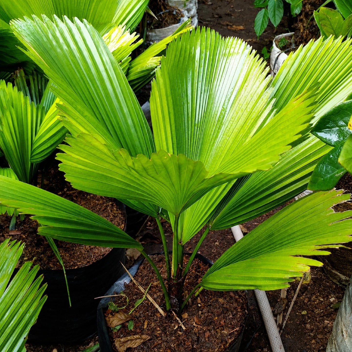 Licuala grandis - Rare Ruffled Fan Palm Tropical Plant
