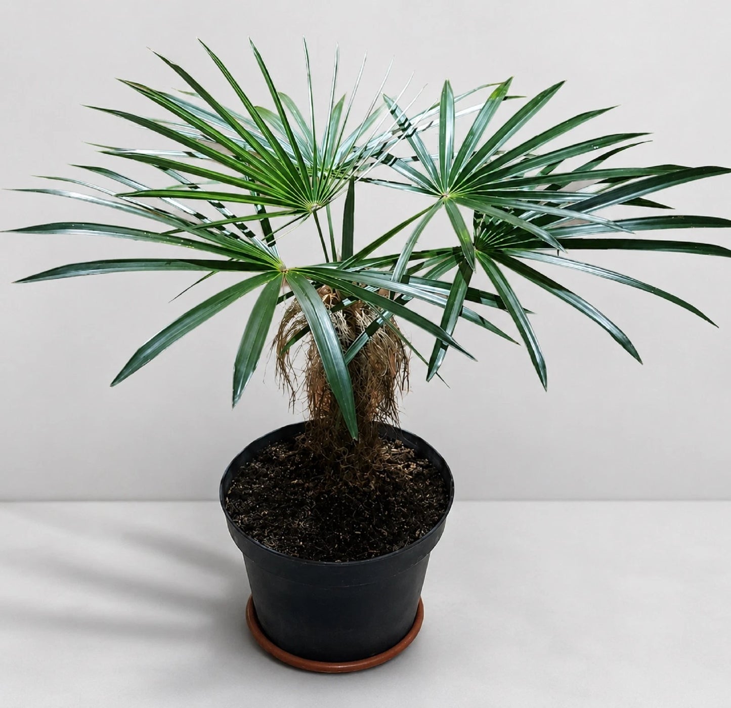 Coccothrinax crinita (Old Man Palm) - Rare Architectural Collector Specimen