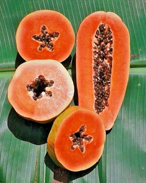 Red Pome Papaya Seeds (Carica papaya / 150+ Premium Deep Red Flesh Tropical Fruit Seeds) – Premium Exotic Botanical Specimen Plant Seeds for Planting