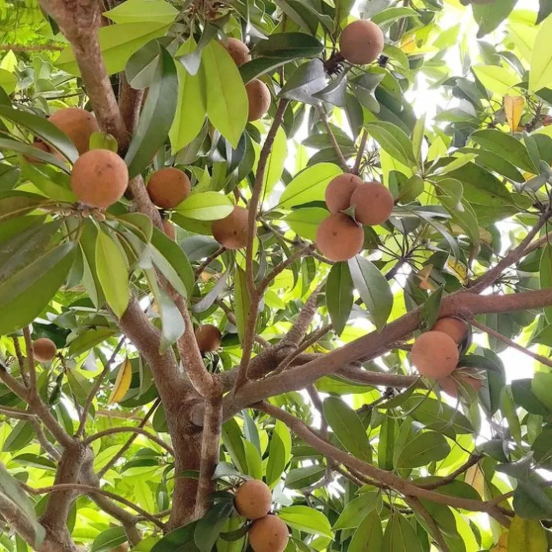 Premium 'Cricket Ball' Sapodilla Seeds (Manilkara zapota) – Elite Round-Type Tropical Heirloom Seeds (35 Count)