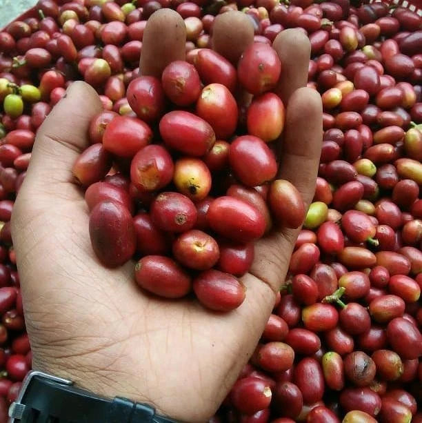 Long Berry Coffee Seeds (Coffea arabica var. Longberry) – Premium Certified High-Yield Specialty Gourmet Long Bean Coffee Seeds for Planting (120 Pcs)