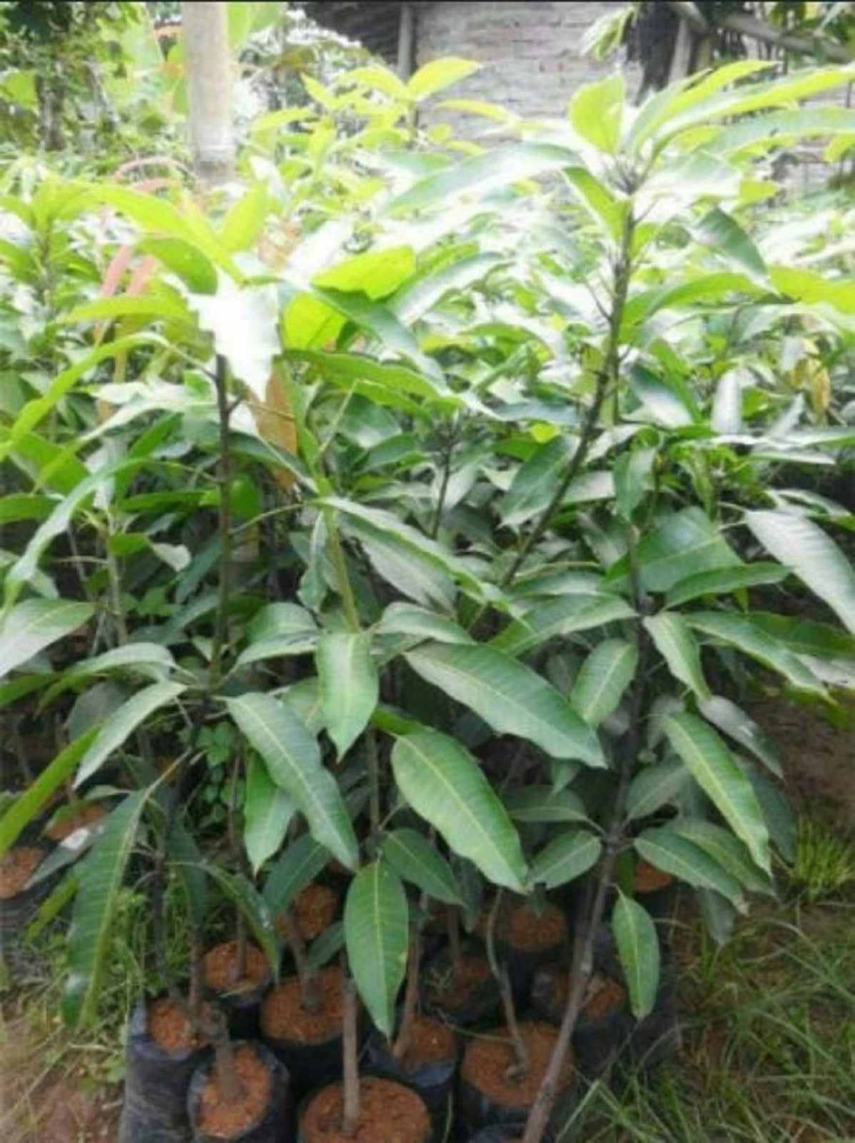 Premium 'Mahachanok' Mango Grafted Seedling – Elite Thai Tropical Orchard Stock (Phytosanitary Certified)