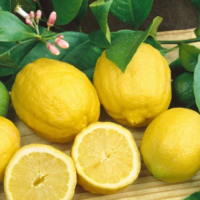 Eureka Lemon Seeds 100 pcs (Citrus limon) – Premium Certified Acidic Citrus Fruit Tree Plant Seeds for Planting