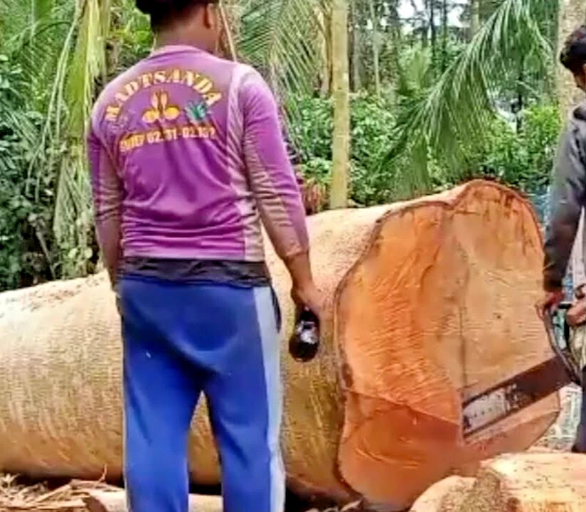 100++ Red Albizia Sengon Seeds (Albizia chinensis var. Smithiana / Chinese Albizia / Silk Tree) – Premium Fast-Growing Timber & Forestry Tree Seeds for Planting