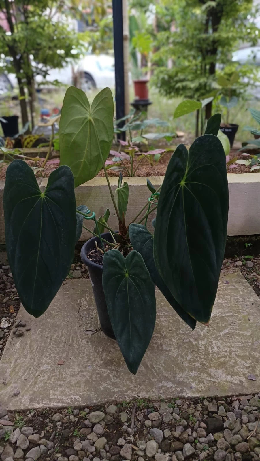 Anthurium 'Legacy' (Dark Form) – Large-Form Specimen – Rare Tropical Aroid Collector’s Masterpiece