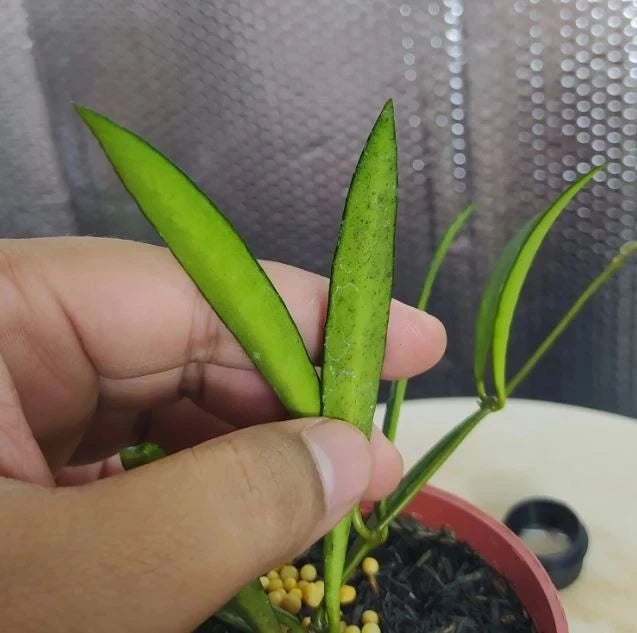 Stunning Hoya Bamboo Leaf Splash – Rare Tropical Indoor & Outdoor Wax Plant