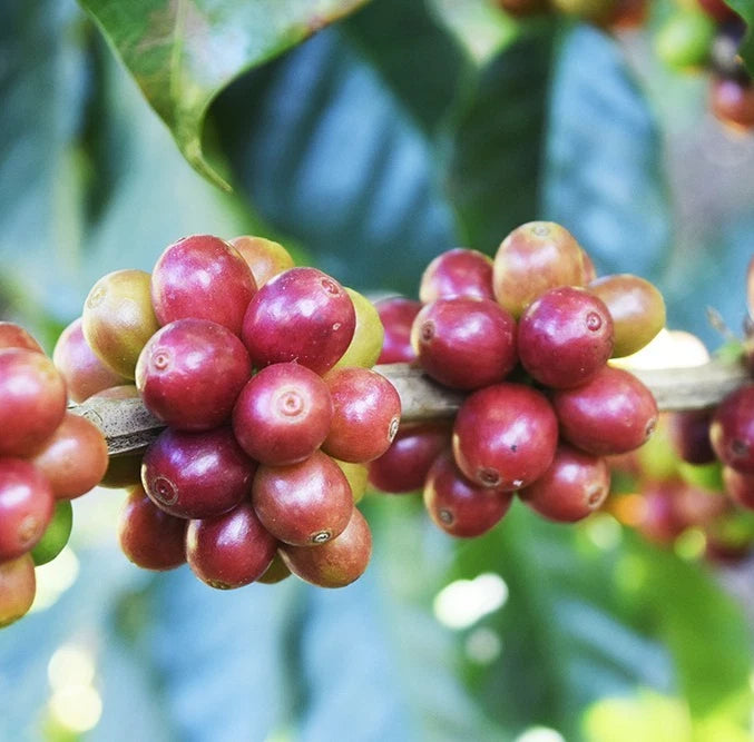 120+ Liberica Coffee Seeds (Coffea liberica) – Certified Rare Coffee Bean Crop Seeds for Planting