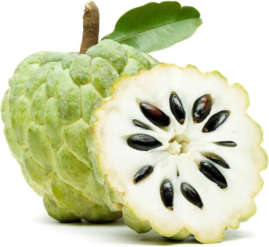 Viridis Sugar Apple Seeds var. Custard Apple (Annona squamosa) – Premium Green Sweetsop Fruit Seeds for Planting (100+ Pcs)