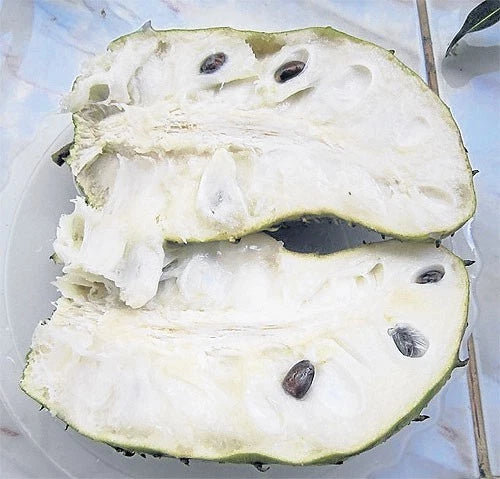 Premium Giant Bangkok Soursop Seeds (Annona muricata) – Sweet Exotic Guanabana Fruit Seeds for Planting