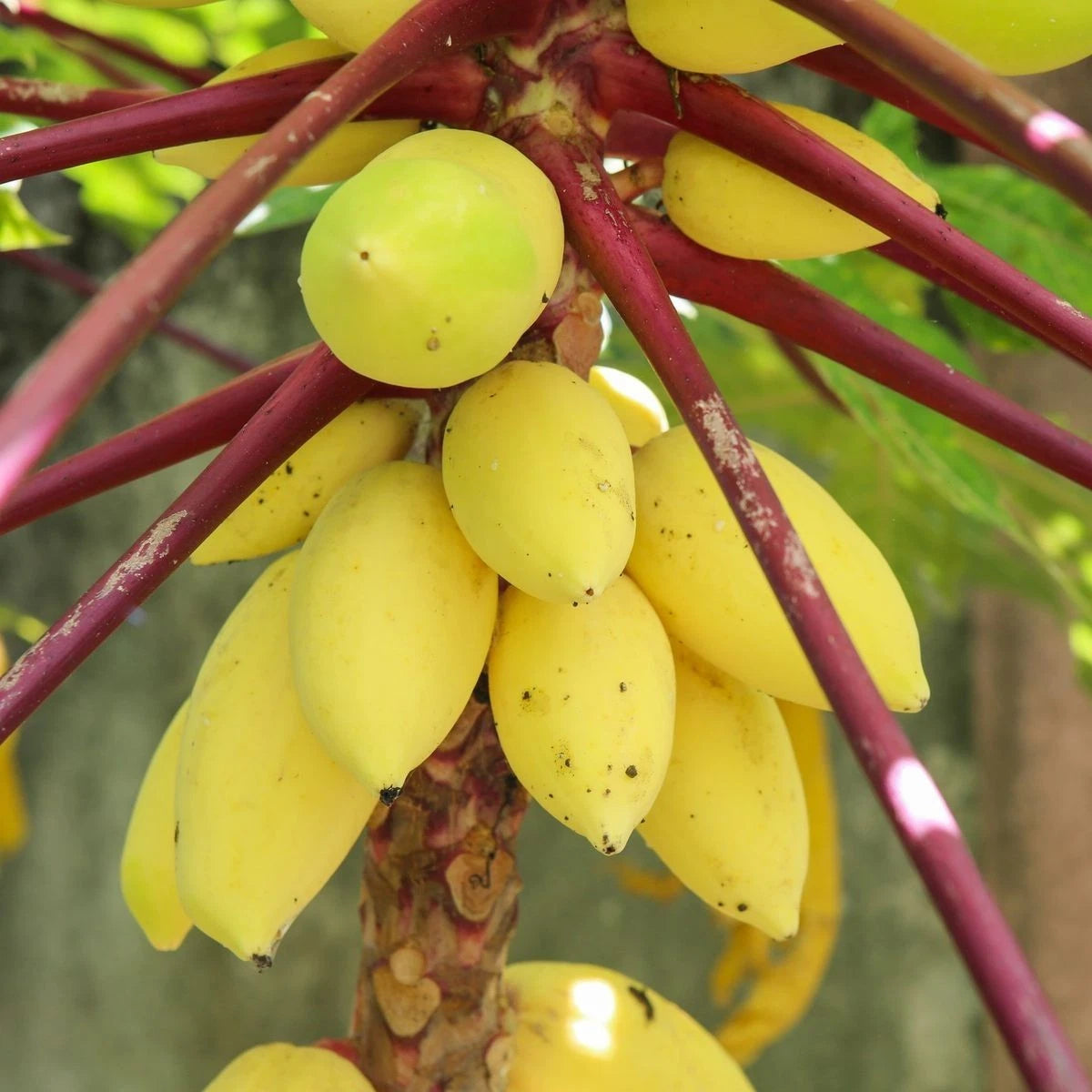 Premium Golden King Papaya Seeds (Carica papaya var. Golden King) – Sweet Orange Tropical Fruit Seeds for Planting (150+ Pcs)