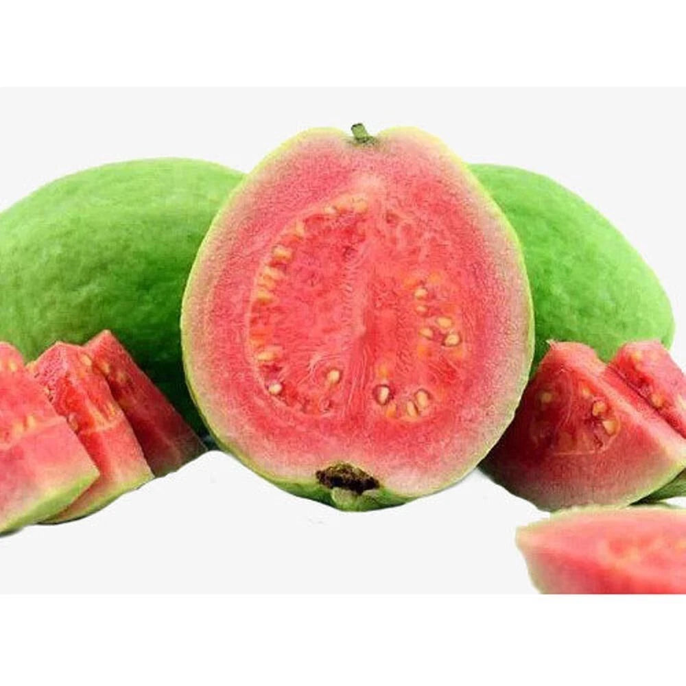 250+ Red Titi Guava Seeds (Psidium guajava Pink Fleshed / Sweet Tropical Guava) – Premium Exotic Fruit Tree & Orchard Seeds for Planting