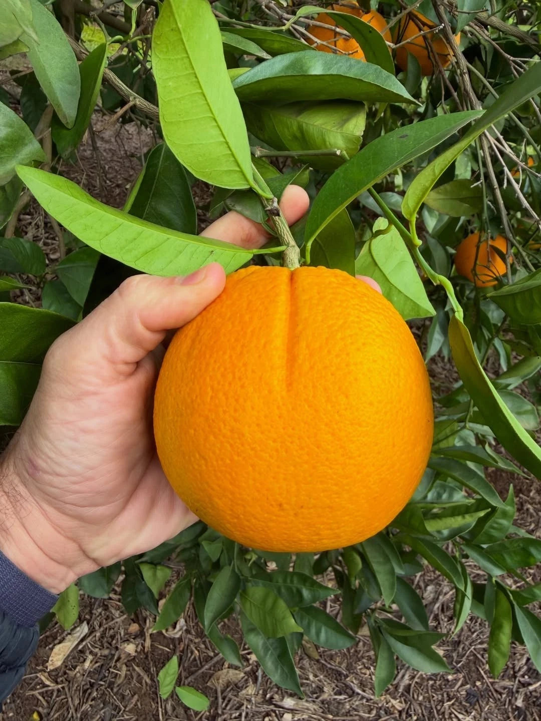 Navel Sweet Orange Seeds (Citrus sinensis) – 30+ Premium Fresh Citrus Seeds