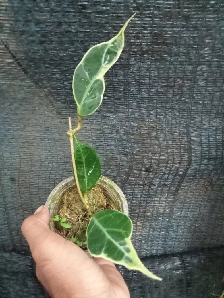 Premium Hoya Verticillata Albomarginata Live Plant (Hoya verticillata 'Albomarginata') – Rare Tropical Wax Plant Specimen with Variegated Foliage for Indoor & Outdoor Display