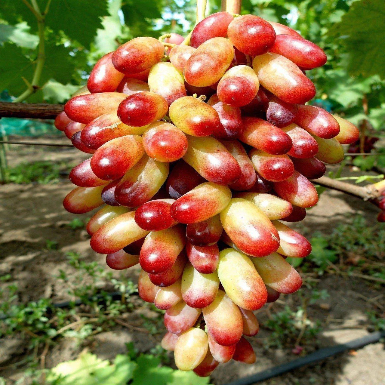 Exotic Premium Grape Seeds var. Manicure Finger (Vitis vinifera 'Manicure Finger') – Unique Slender Two-Tone Table Grape Seeds for Planting (100+ Pcs)