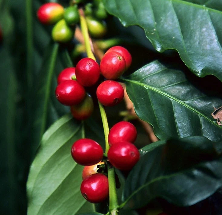 Hybrid H3 Coffee Seeds (Coffea sp. / 120+ Premium High-Altitude Specialty Coffee Bean Seeds) – Premium Botanical Specimen Plant Seeds for Planting