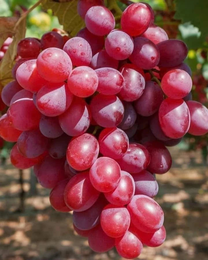 Ninel Grape Seeds (Vitis vinifera) – 100+ Premium Giant Red-Purple Table Grape Seeds