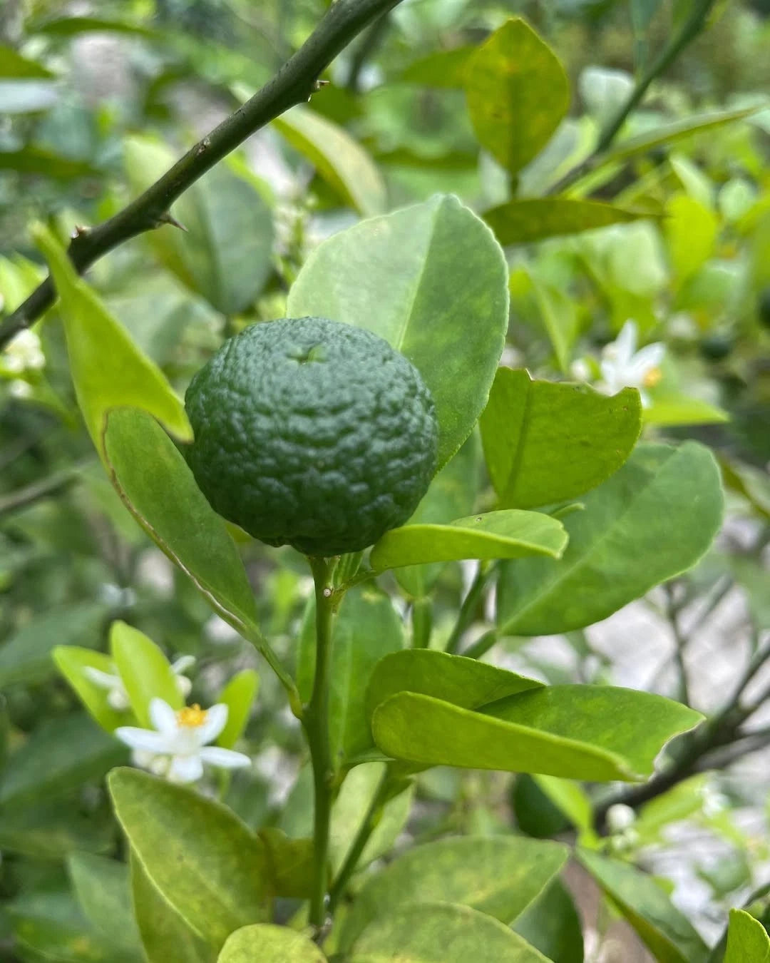 Citrus Lime Limo Seeds (Citrus amblycarpa) – 30+ Premium Fresh High-Yield Aromatic Jeruk Limo Seeds