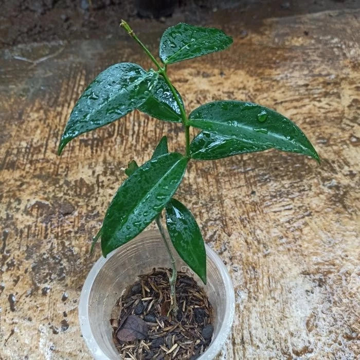 Hoya Globulifera sp Papua Rare Wax Plant | Tropical Indoor Outdoor Hoya | Exotic Collector Houseplant