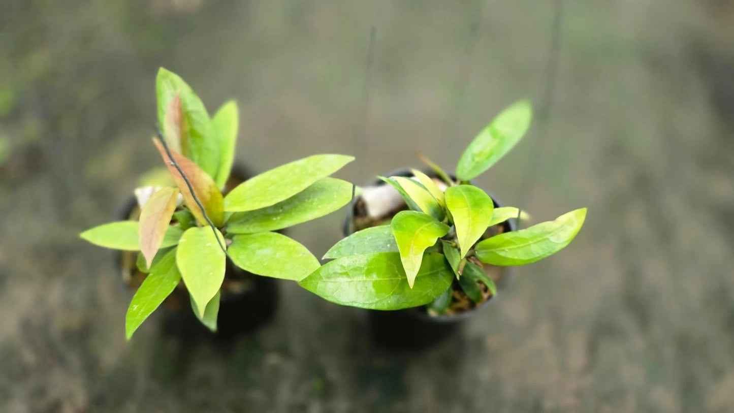 Hoya 'Little Tail' (Hybrid) – Rare Tropical Collector’s Wax Plant
