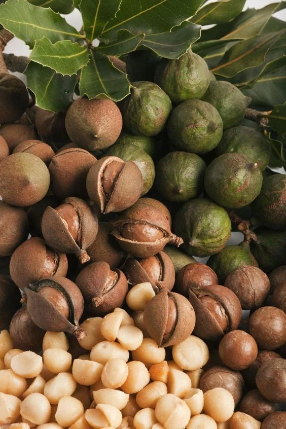 Macadamia Nut Seeds 300+ (Macadamia integrifolia) – Bulk Premium Australian Nut Tree & High-Value Orchard Crop Seeds for Planting