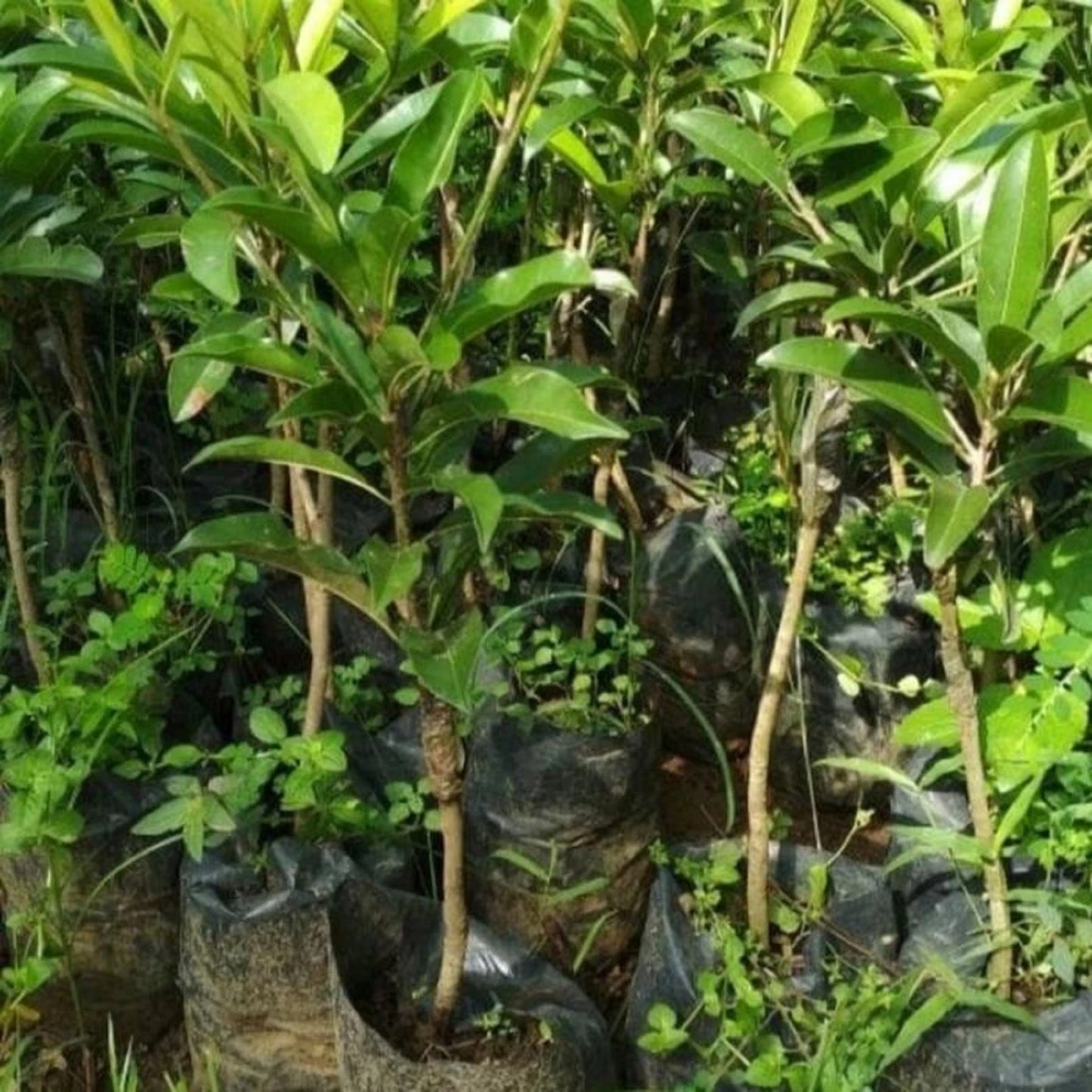Small Grafted Sapodilla (Chikoo) - Premium Tropical Fruit Tree