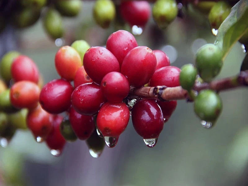 Cranberry Coffee Seeds (Coffea arabica) – Premium Certified High-Yield Gourmet Coffee Bean Plant Seeds for Planting (120 Pcs)