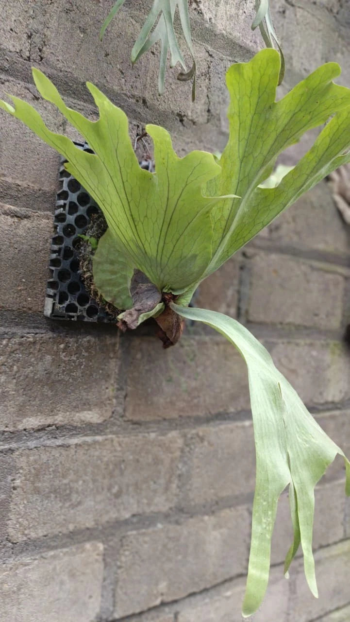 Platycerium grande – Giant Staghorn Fern (Collector's Specimen)
