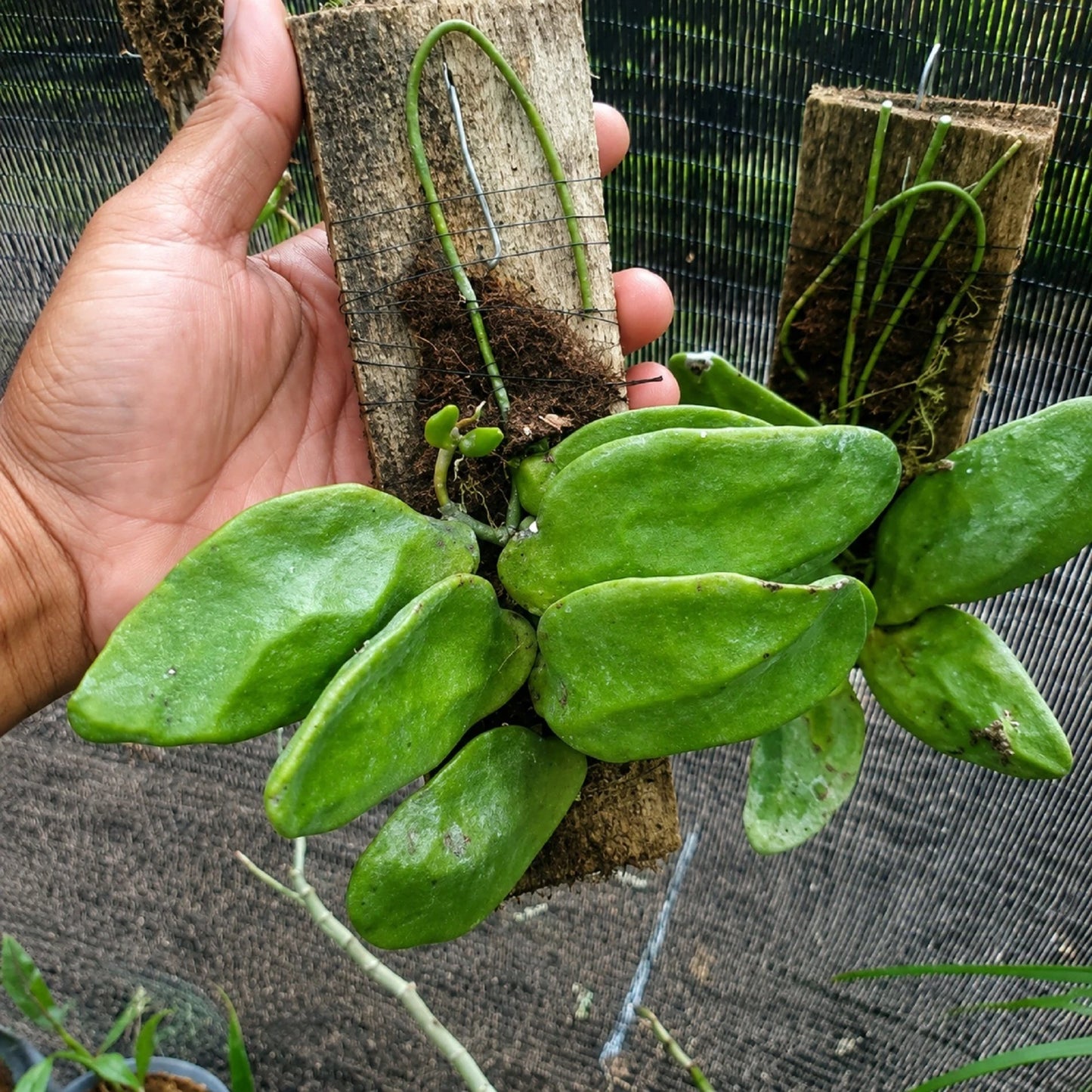 Rare Hoya Major (Dischidia) Live Plant - Premium Exotic Tropical Ant Plant Collector SpecimenRare Hoya Major (Dischidia) Live Plant - Premium Exotic Tropical Ant Plant Collector Specimen