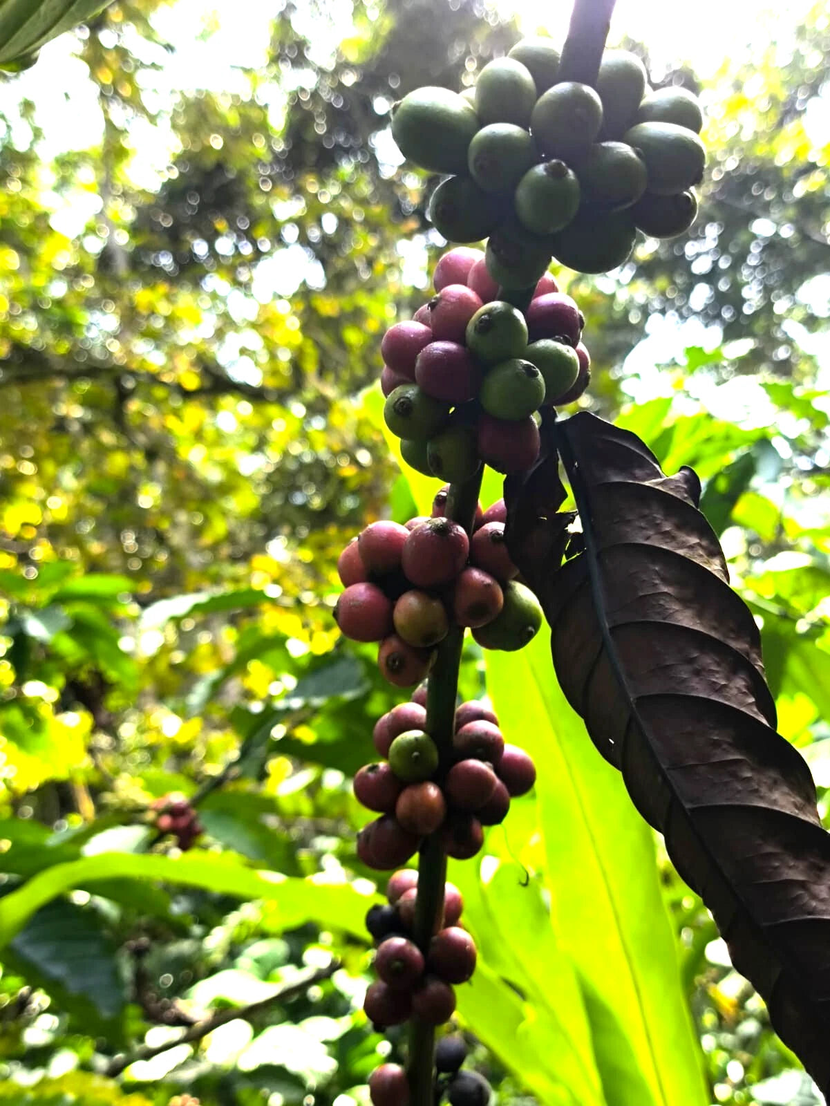 Kent Coffee Seeds (Coffea arabica var. Kent / 300+ Rare Historic Indian Highland Specialty Coffee Seeds) – Premium Gourmet Specialty Coffee Plant Seeds for Planting